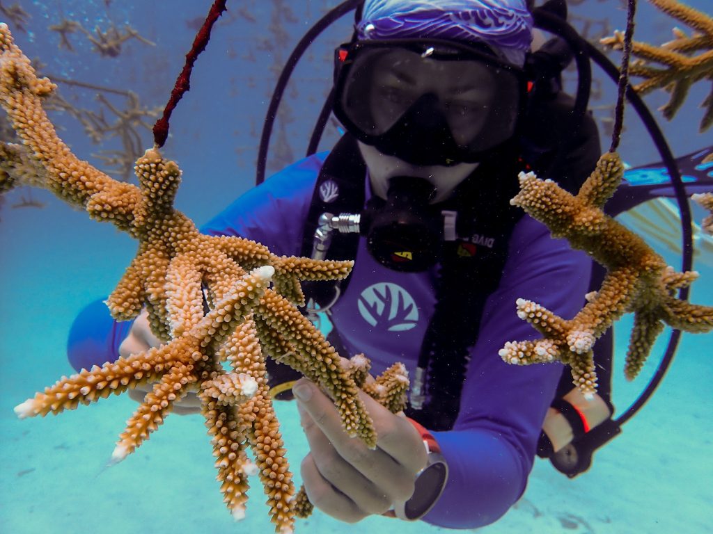 scuba diver holding a coral